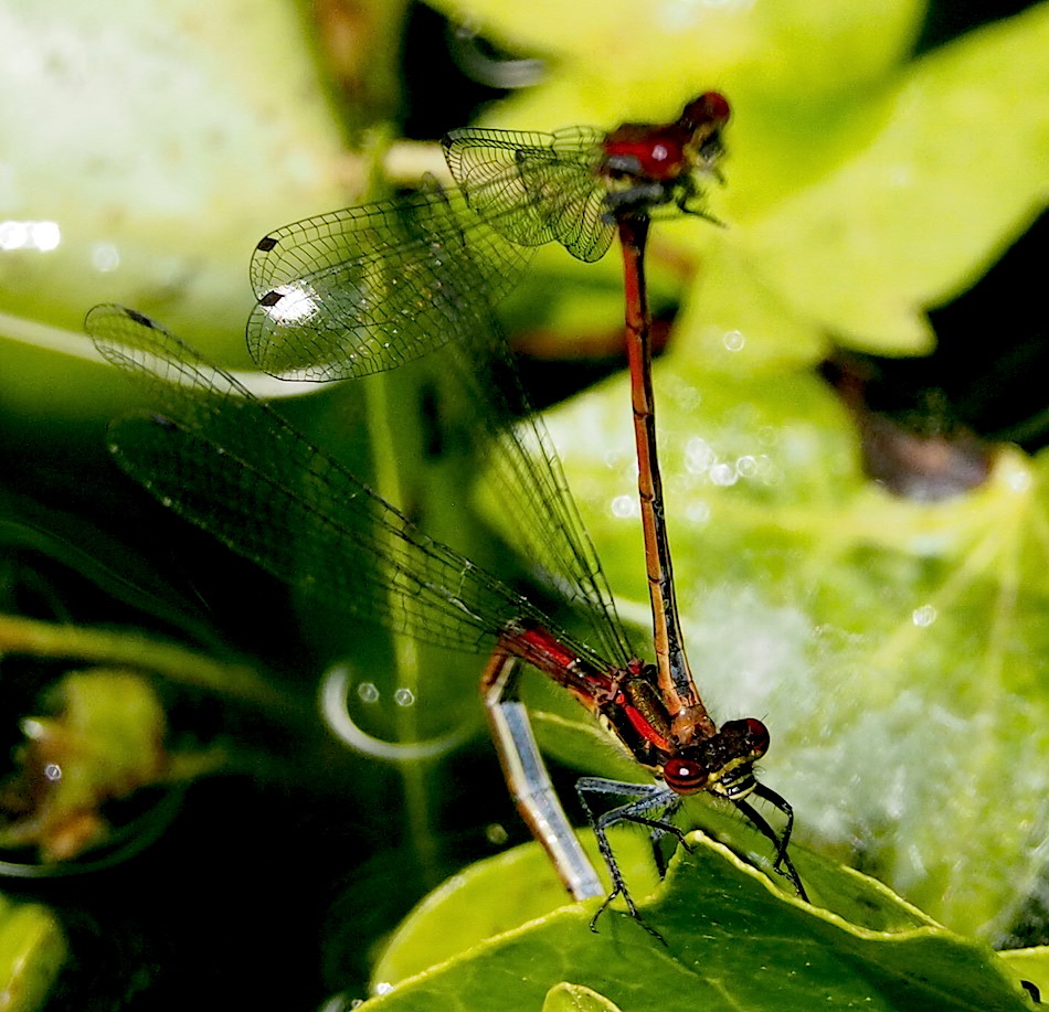 Large Red Damselflies In Tandem and Egg Laying