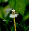 Fly at Rest by Ken Thomas