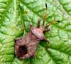 Dock Bug (Coreus Marginatus) - Adult by Ken Thomas