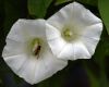 Convolvulus and Hoverfly by Ken Thomas