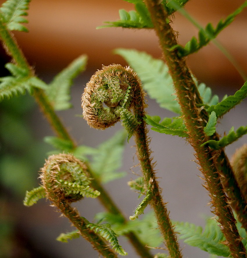 Fern Crosier