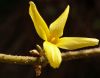 Forsythia by Ken Thomas