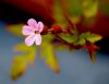 Herb Robert by Ken Thomas