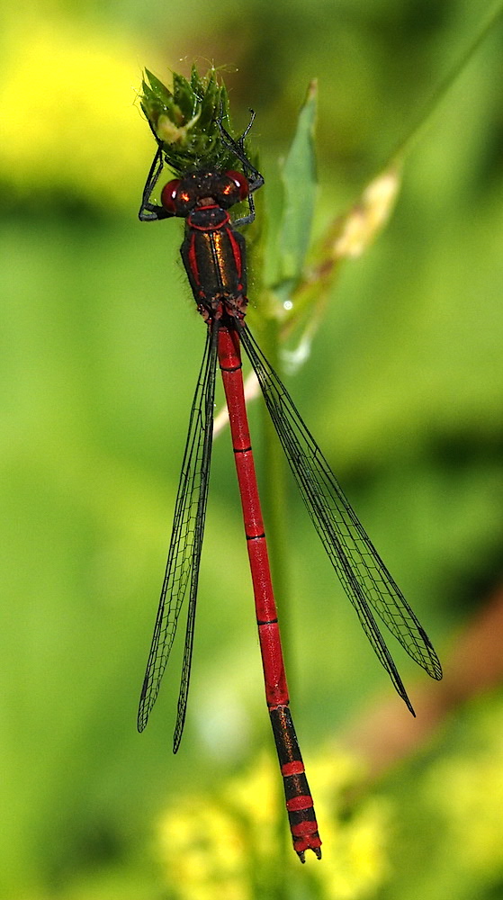 Male Large Red Damselfly