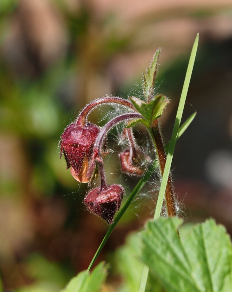 Water Avens (Geum Rivale)