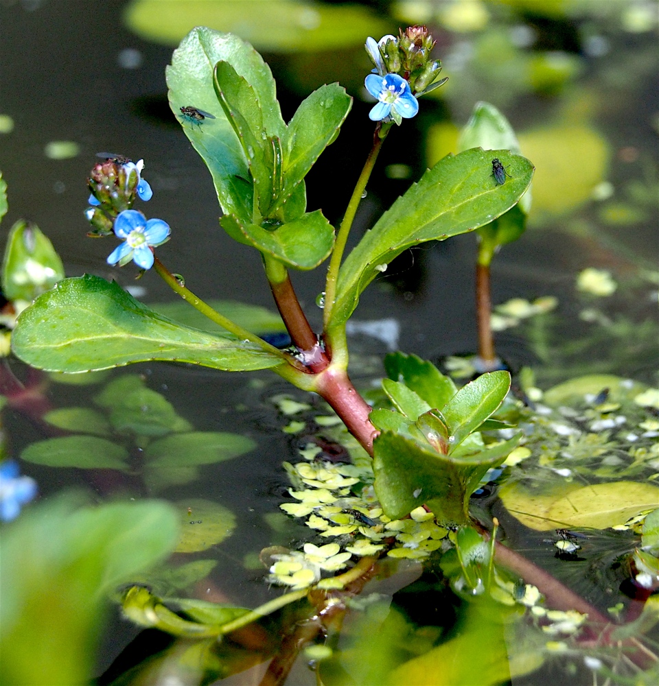 Brooklime (Veronica beccabunga)