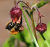 Bee feeding on Water Avens by Ken Thomas