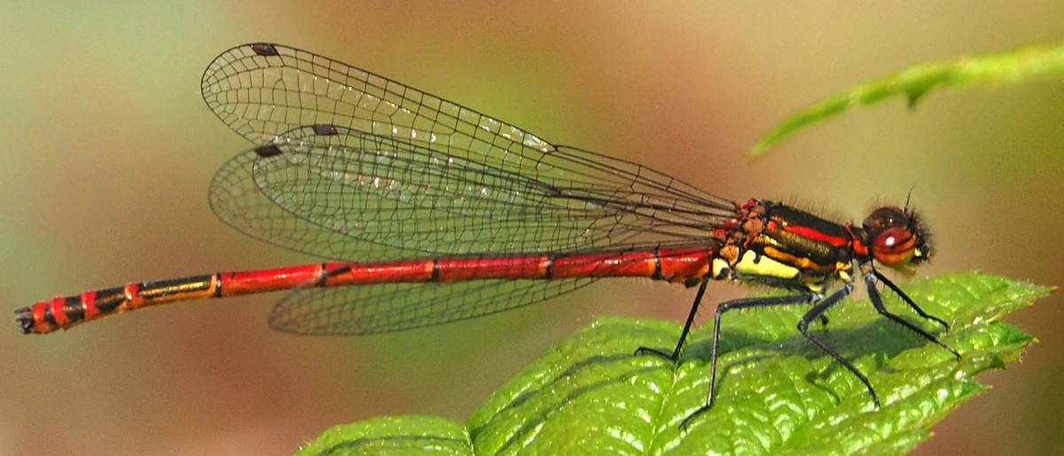 Large Red Damselfly (Pyrrhosoma nymphal) male