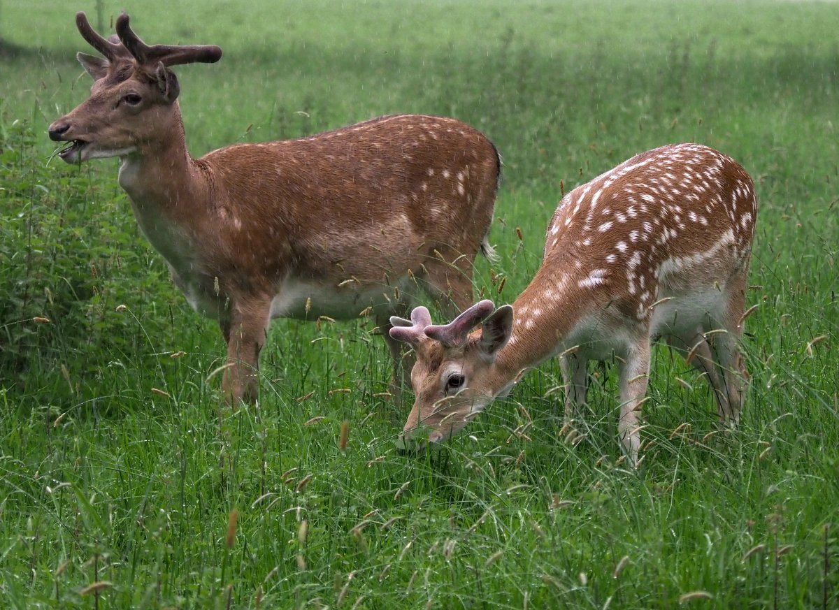 Deer in Rain