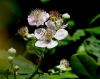 Bramble Flower by Ken Thomas