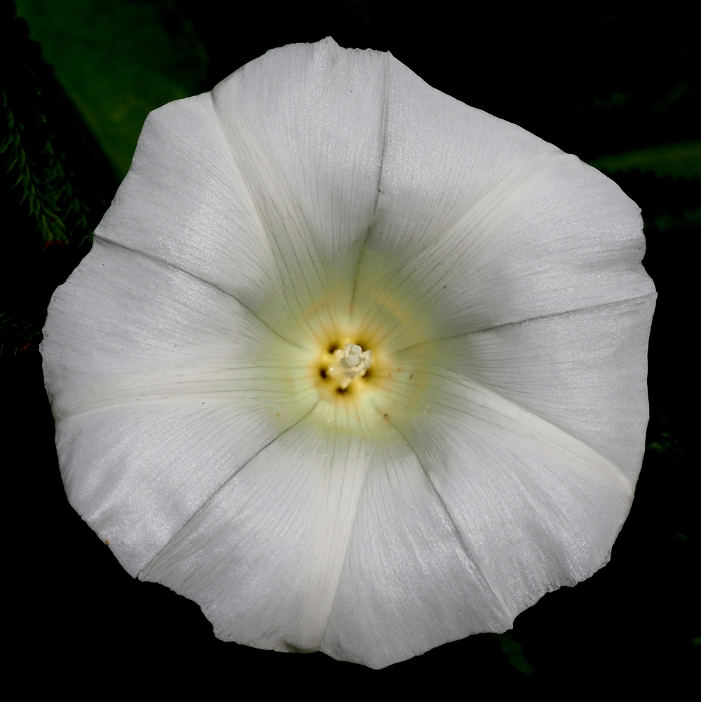 Bindweed