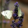 Small Whites on Lavender by Ken Thomas