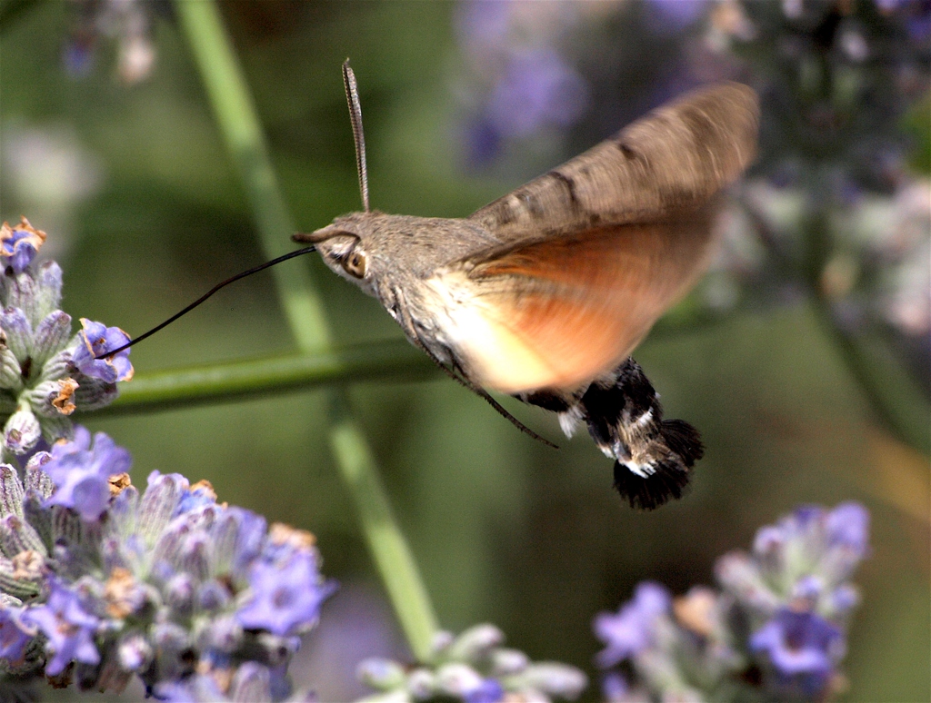 Humming Bird Moth
