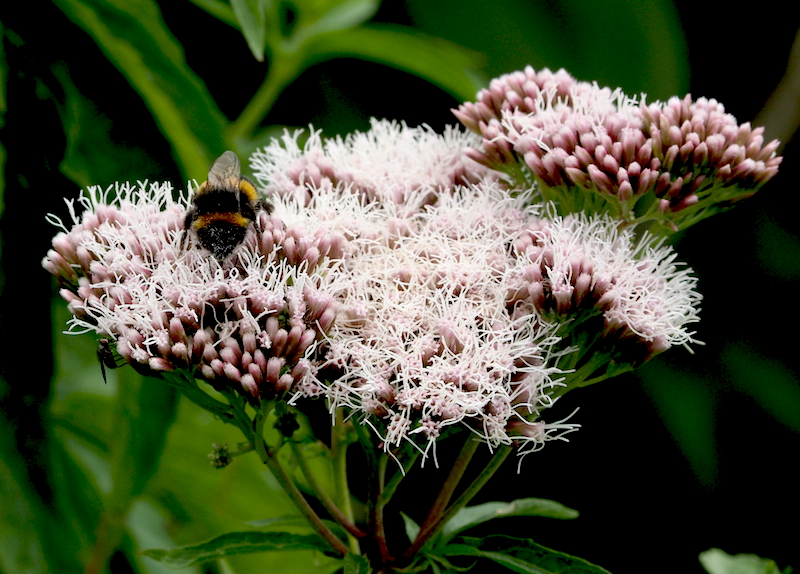 Hemp Agrimony comes into flower