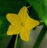 Cucumber Flower by Ken Thomas