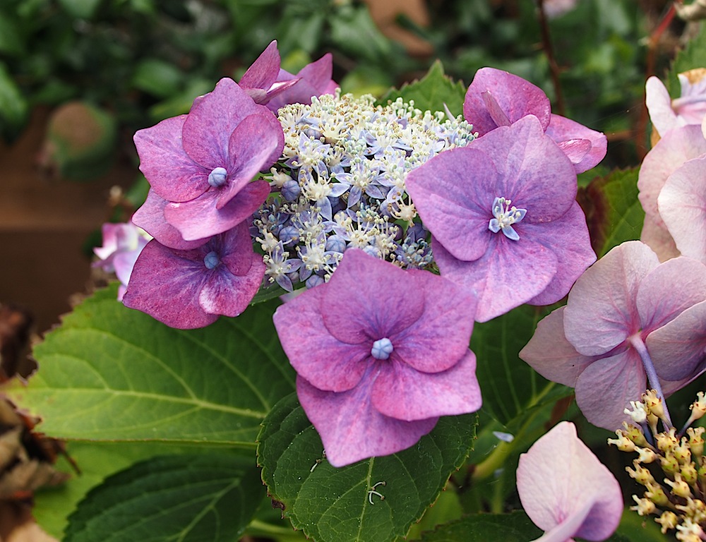 Hydrangea