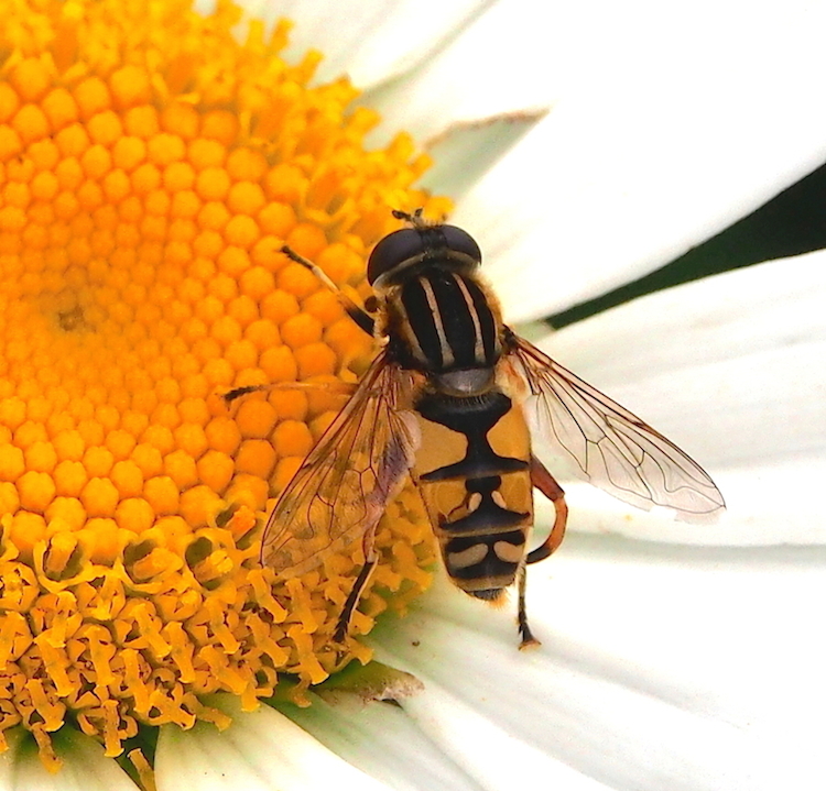 Hover Fly