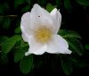 Rosa Rugosa by Ken Thomas