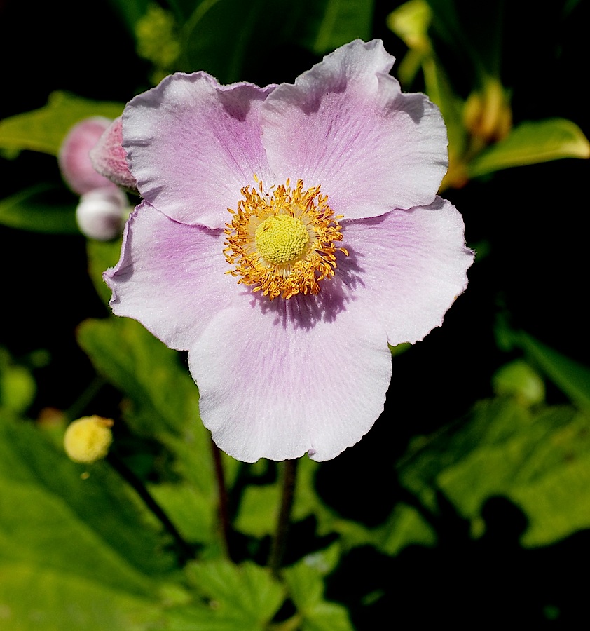 Lavatera