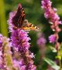 Small Tortoiseshell on Purple Loosestrife by Ken Thomas