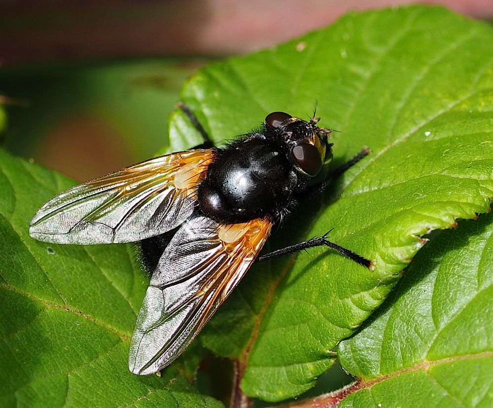 Fly