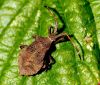 Dock Bug (Coreus Marginatus) - Nymph by Ken Thomas