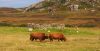 Highland Cattle by Ken Thomas