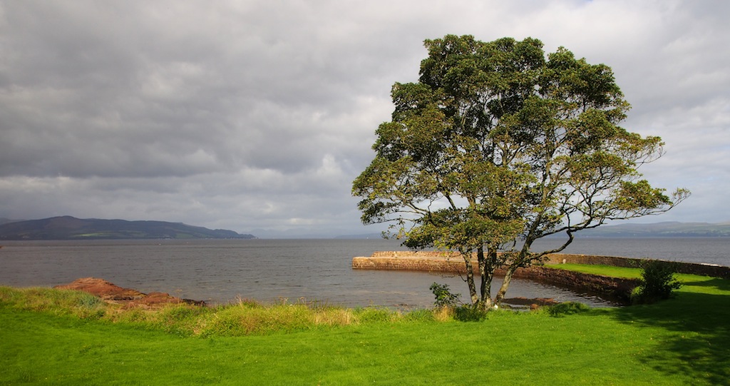 Tree by the Sea