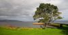 Tree by the Sea by Ken Thomas