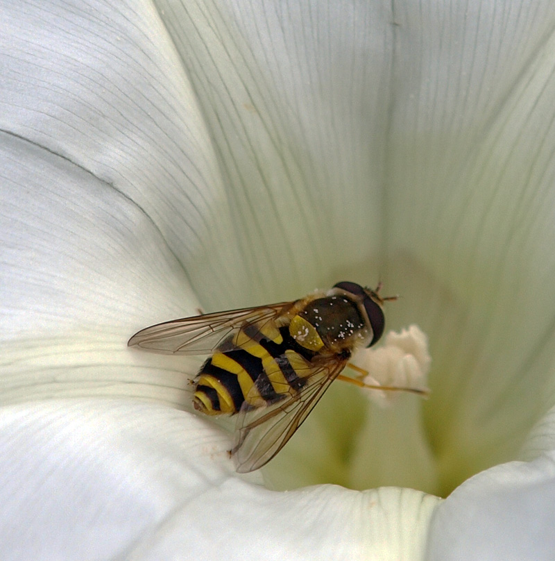 Pollination