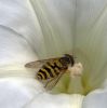 Pollination by Ken Thomas