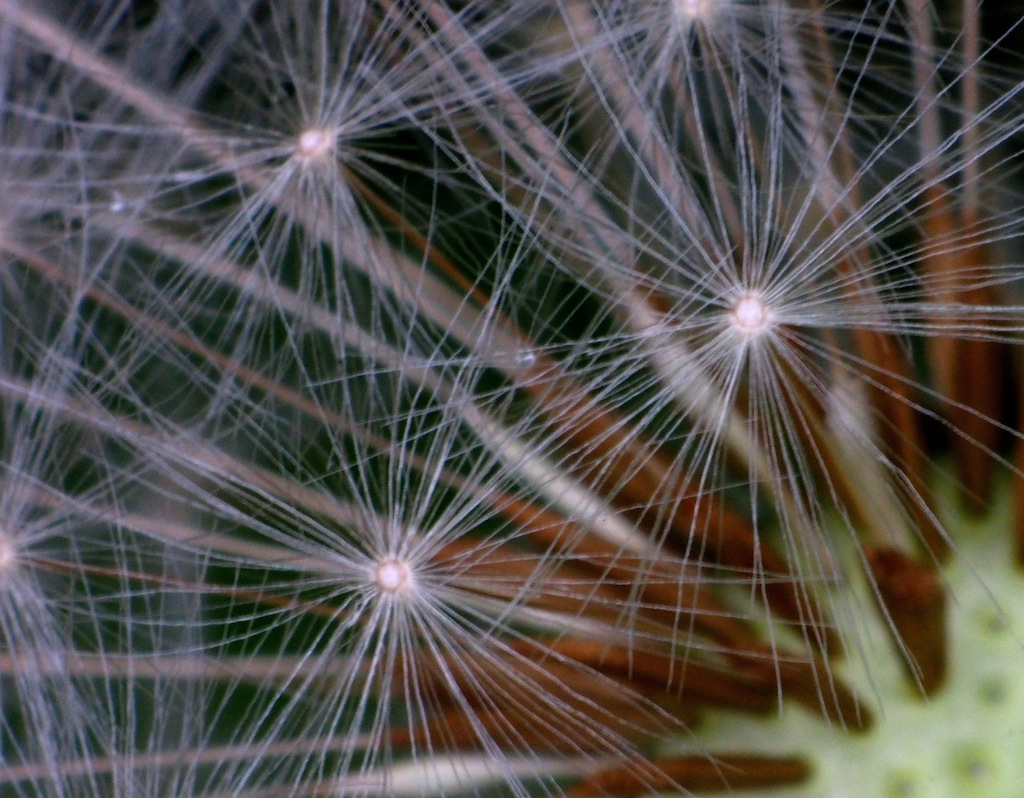 Dandelion Seed Head