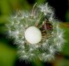Stink Bug on Dandelion Seed Head by Ken Thomas
