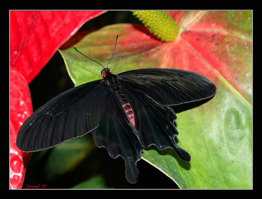 Butterfly