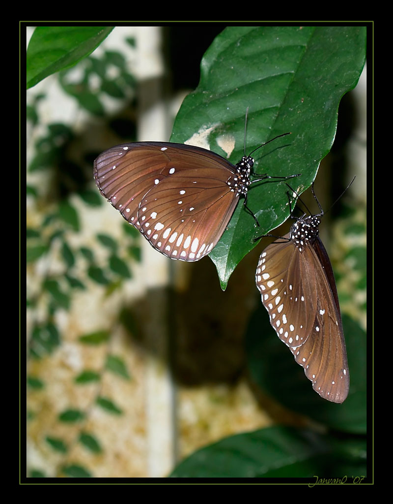 Euploea core, doubleportrait