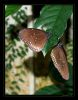Euploea core, doubleportrait