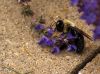 Busy Bee