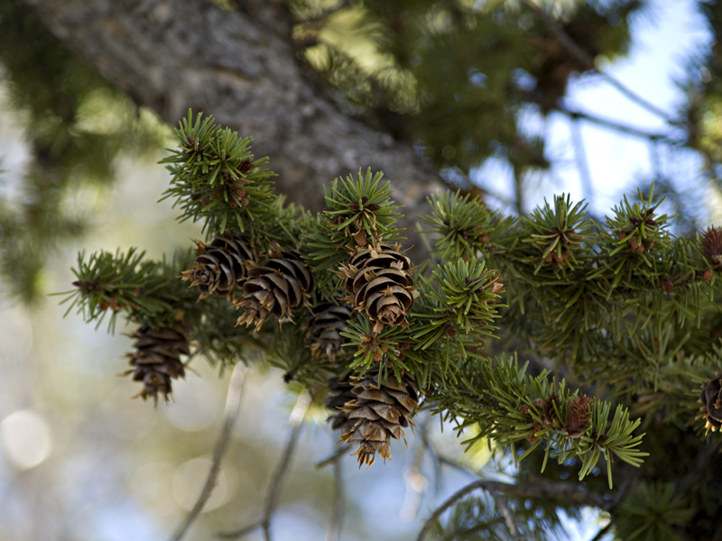 Cones at Tony Grove