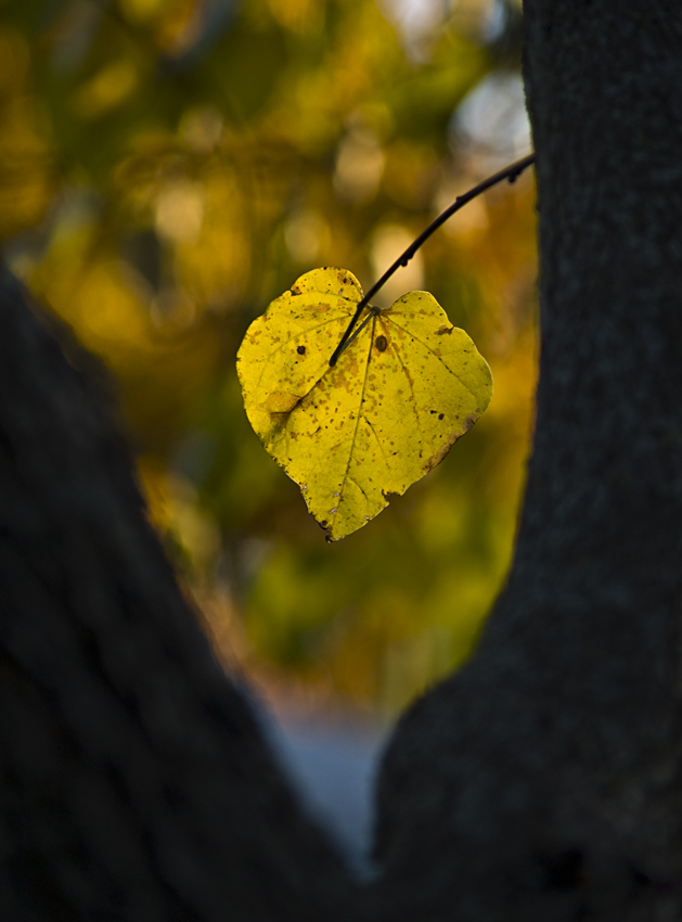 I (Heart) Fall