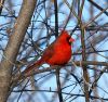 Northern Cardinal by Rina Kupfer