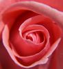 Rose by Rina Kupfer