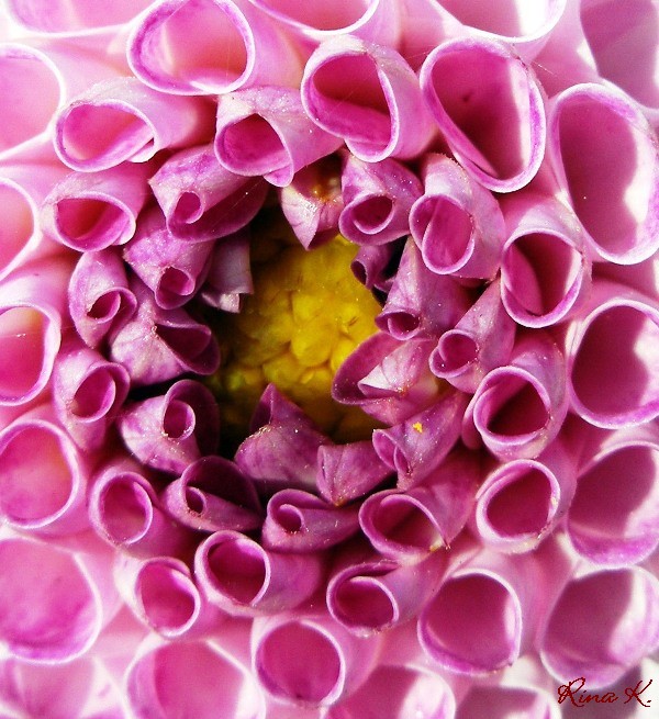 pink flower