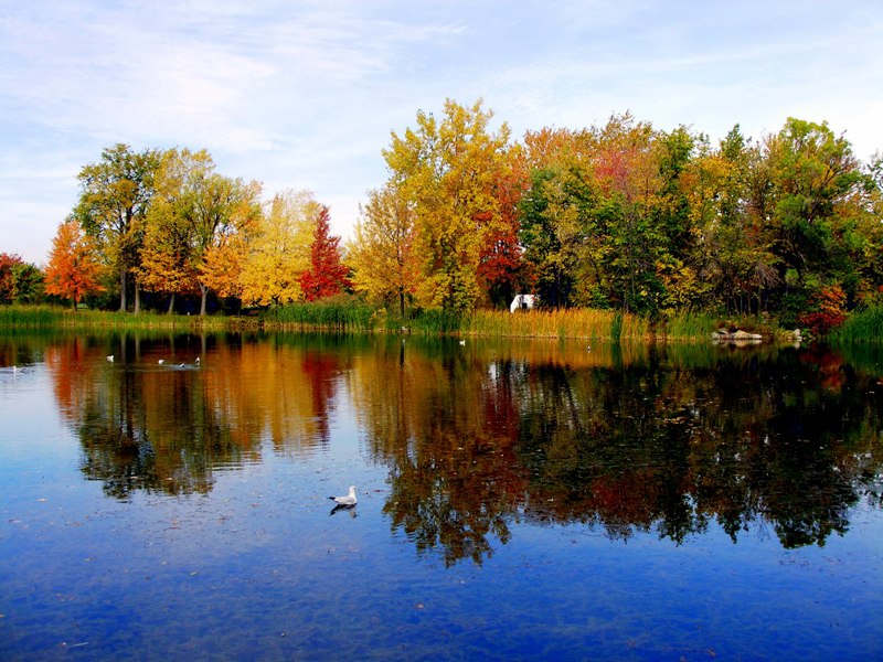 Fall Reflection (3)