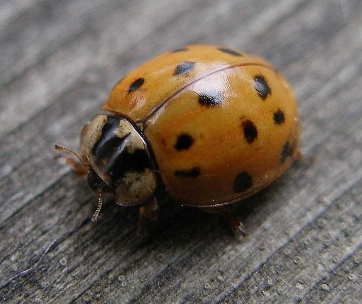 Ladybug