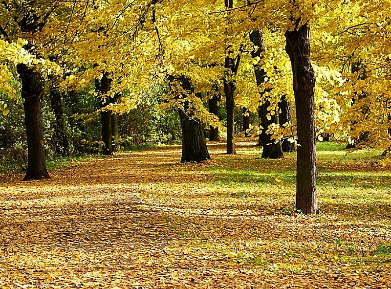 Yellow fall