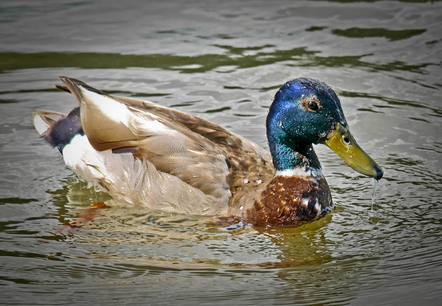 Duck
