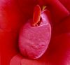 A Red with Personality