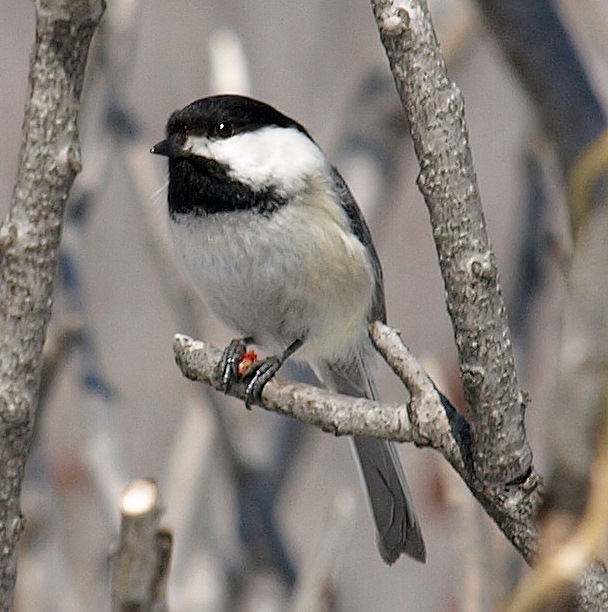 Little Bird