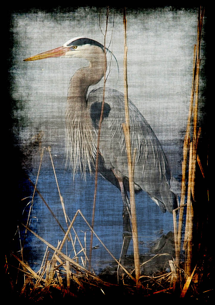 Heron