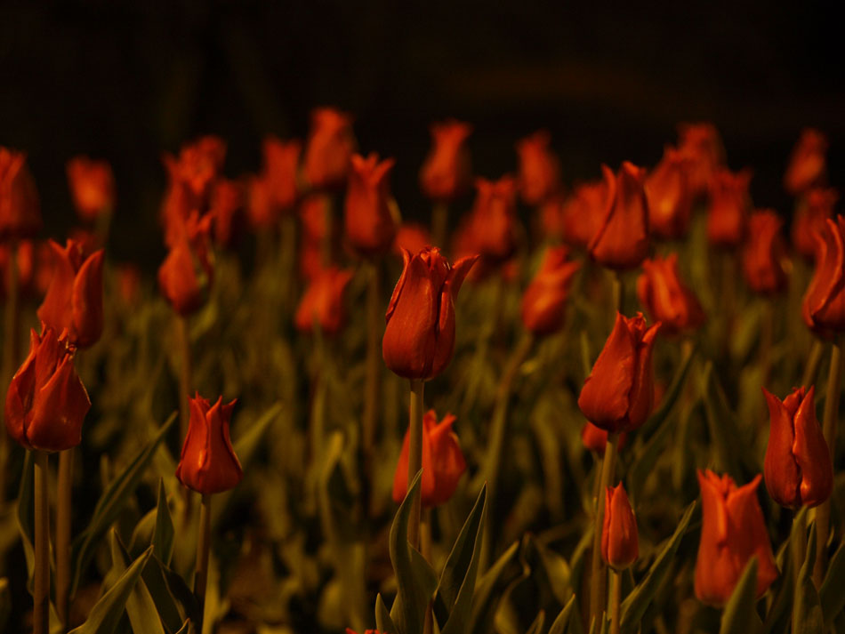 Tulip at night